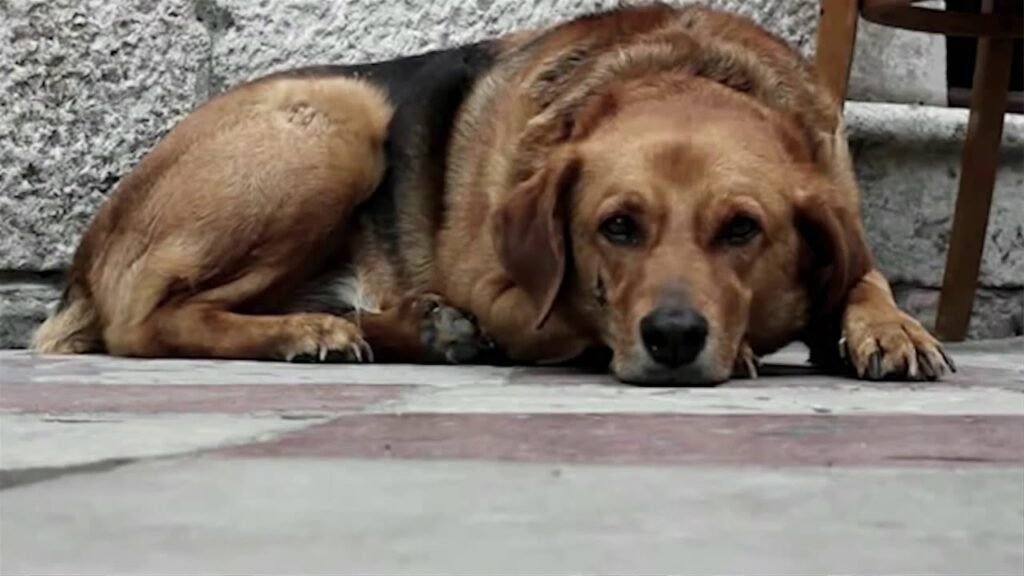 Insuficiência Renal