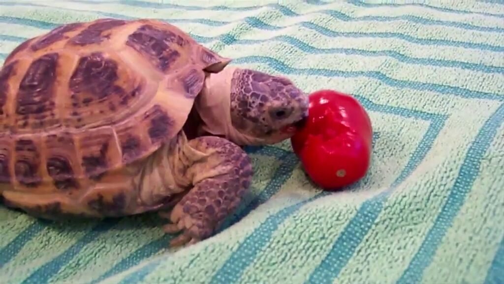 Diferenças da Tartaruga, Cagado ou Jabuti