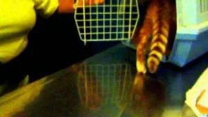 Caso Clinico: Nefrectomia e Hemodiálise, Tico, felino