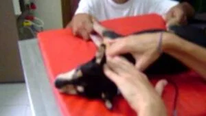 Pincher Cardiopata IR aguda 3 kg